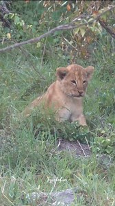 Lion cubs playing brother funny moments 🤣😍 #animals #nature #wild #safari #animal #Nature #lion #shorts #Wildlife #tricepworkout #cleaninghacks #adityagadhvi | Fyado fun