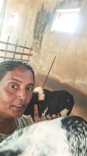 ஒரு வருட வளர்ப்பிள் மூனு மடங்கு லாபம்👍#villagelife#happiness#vivasayam#aaduvalarpu#பெண்விவசாயி #💪💪