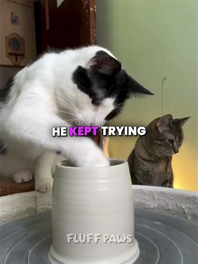 This Cat Tries Making Pottery While Owner’s Away🥰 (@feeeuuhh) #shorts