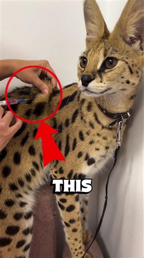 Wild Serval Cat Raised As a House Pet 😳