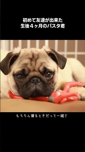 初めて友達が出来たパグ犬