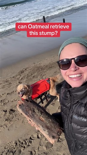 Amazing Beach Dog Showcases Jaw Strength