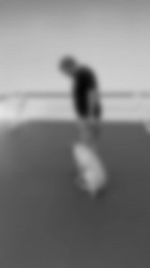 Odis is having fun learning heel!! #olk9winstonsalem #obediencetraining #olk9ws #olk9training #dogtraining #basicobedience - First Lesson Money Back Guarantee! - Lifetime Support Guarantee on Board & Train Sessions!- No interest or credit check payment plans available!www.winstonsalemdogtrainers.comtriad@offleashk9training.com336-600-1885Any Breed. Any Age. Any Size! | Winston Salem Dog Trainers: Off Leash K9 Training