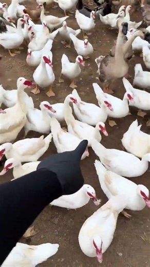 The Timeless Story of an Aging Duck Mom - A Heartwarming Journey