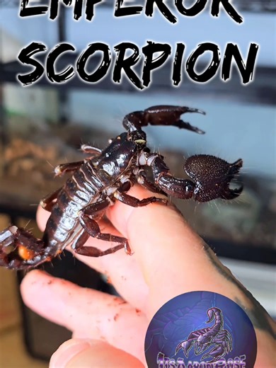 The Emperor Scorpion (Pandinus Imperator) can be found throughout the various forests and grasslands of Western Africa. ​ Their appearance is large and stocky with large formidable pinchers and a long pointed tail. Their color is jet black and possesses a sheen. As within all scorpions, when exposed to ultraviolet light, they will glow brightly. The reason for this trait, as of yet is unknown. They are the epitome of what most people will picture when thinking of a scorpion. This is likely due t