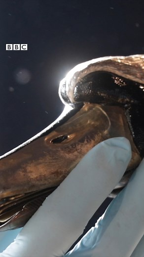 Bringing back to life the 250-year-old silver swan 🦢 #cumbria #automaton #conservation #mechanics | BBC Cumbria