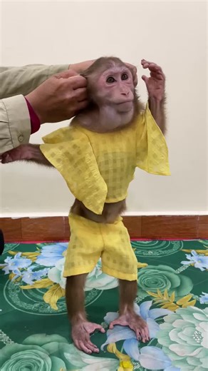 Adorable Baby Monkey: A Heartwarming Home Experience