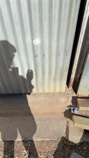 farmer jack (@f1jackmills)’s videos with original sound - cadan