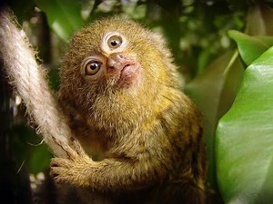 Pygmy Marmoset - Funny Little Monkey