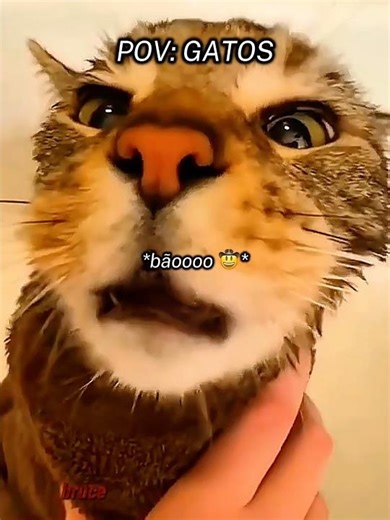GATO MINEIRO 🤠 #pov #memes #gatos