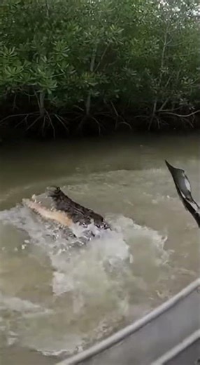Alligator ATTACKS Man’s BOAT — Caught on Camera