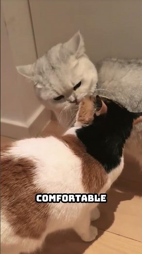 SHORT CUTEBUZZ NEWccx