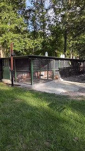 EASY DIY PESTS CONTROL‼️ #qbnkennel #americanbully #puppy | QBN Kennel