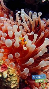 12K views · 788 reactions | A glimpse into the world of the anemone...