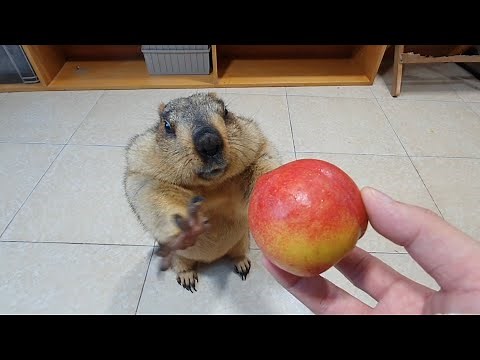 I gave the funny fat marmot a peach