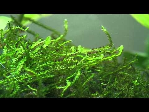 Mousse de java - plante d'aquarium