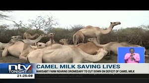 5.9K views · 77 reactions | Camel Milk Saving Lives In the midst of the drought ravaging some counties, farmers in Marsabit are reliant on drought-tolerant camels for production of milk. Eunice Omollo takes a look at how the farmers are raring unique breeds of the camel. #NTVTonight | NTV Kenya | Facebook