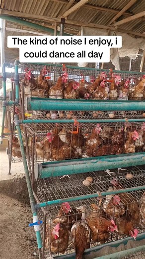 Layer Poultry Farming Guide for Beginners
