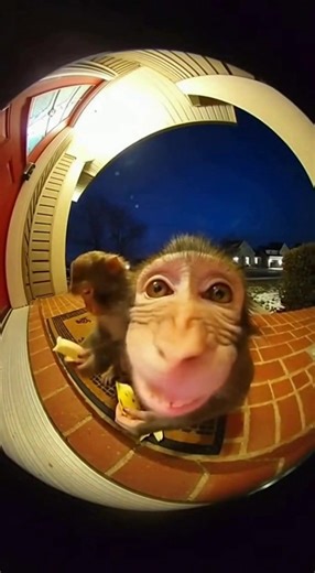 banana? 🍌🐒 #monkey | monkey videos