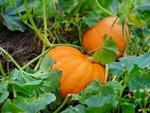 Planting, Growing and Harvesting Pumpkin - Bunnings New Zealand