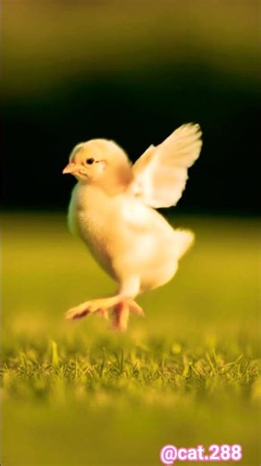 cutest chicken dance. #chicken#dance #shorts#viral#animals