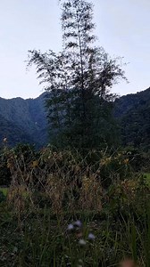 Buenos noches thailandia,Pilipinas,mexico Nihao vietnam, Apa kabar indonesia... #fyp #ihiboy 💦 | Ferlando Crispin