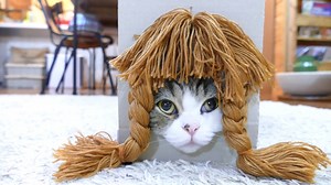 Maru the Famous Box Conquering Cat Tries On a Few Different Hairstyles Just for Fun