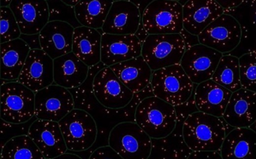 邻近连接技术-proximity ligation assay (PLA)，检测低丰度蛋白互作的方法