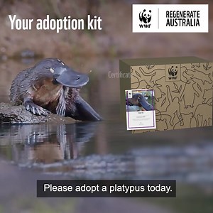 4.7M views · 1.7K reactions | This unique Aussie icon urgently needs your help.  From drought & bushfires to deforestation, pollution and introduced predators - platypus populations have taken a battering. | WWF-Australia | Facebook