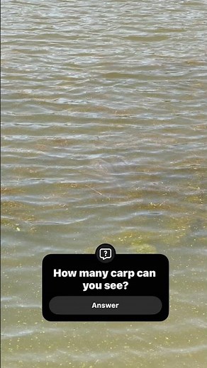 CARP - How many can you spot?