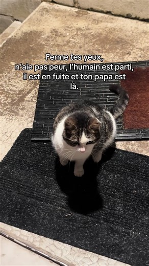 L’humain est mauvais. #chaterrant #sauvetage #chat #humain