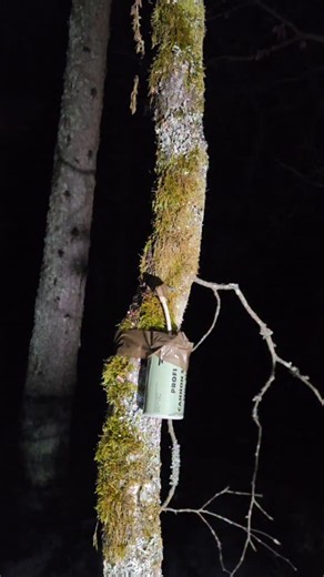 pyrobatzi on Instagram: "firecracker vs tree Dein Kanal für Top Feuerwerks-Tests, Vergleiche, Spezial und Profi Feuerwerk, in 4K bei 60 FPS für maximale Details, Top Sound und visuelle Wirkung. 🇩🇪 Deutsch Sämtliches Videomaterial ist in Polen entstanden und unter der Aufsicht und Begleitung eines Pyrotechnikers. Dieses Video dient ausschließlich zu Informations- und Unterhaltungszwecken. Die gezeigten Inhalte sollen aufklären und verdeutlichen, wie Pyrotechnik verantwortungsvoll und sicher geh