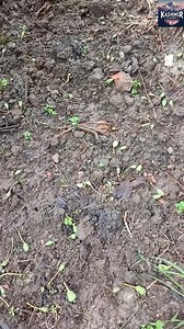 June apple fall. | Kashmir Diaries