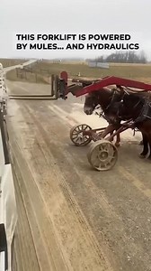 When you deliver to an Amish community, you're stepping into a world of incredible ingenuity. They have a fascinating relationship with technology, often adapting modern tools to fit their traditions. Here you can see a forklift, modified with external levers so it can be used without sitting in the driver's seat. And then there's the masterpiece: a horse-drawn forklift that uses engine-driven hydraulics to power the forks. It's not about being "anti-technology"; it's about being "pro-community"