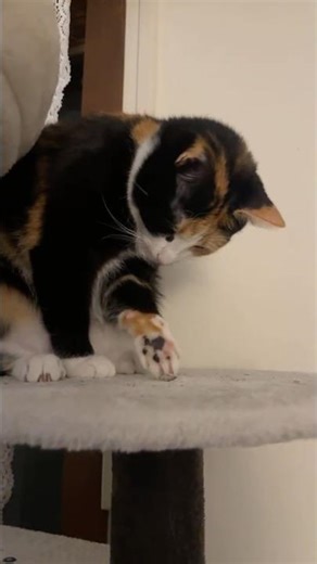 This mean Stink Bug teasing Poor Kitty #catshorts #catlovers #catvideos #cat #catlife #catsofyoutube