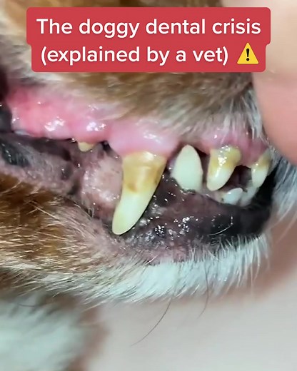 1.5M views · 746 reactions | "This powder might just be the most innovative doggy dental product on the market - and it couldn't be easier to use!" | PetLab Co. | Facebook