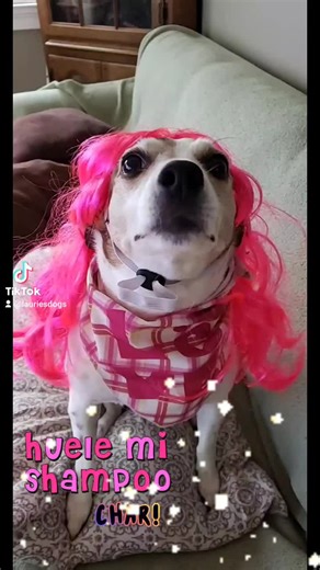 pretty dog#ratterrier #beauty #cutedog