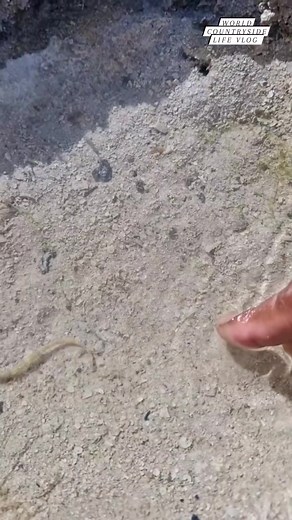 Rare discovery alert! 🌎 This girl just found one of the rarest things on earth #worldcountrysidelifevlog #RareFind #EarthTreasures #DiscoveryOfTheDay DISCLAIMER NO COPYRIGHT INFRINGEMENT INTENDED | World Countryside Life Vlog