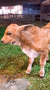 Powerful and heavy boned calf is roaming around the farm | Biggest Bulls Photography