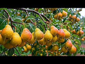 Inside a Pear Orchard – From Planting to Heavy Harvest No Narration