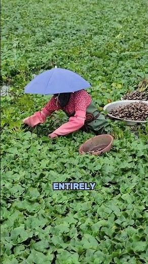 The Strange Water Plant That Feeds Rural China #shorts