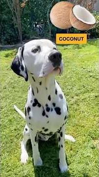 Can Dogs Eat COCONUT? My Dalmatian's Answer!