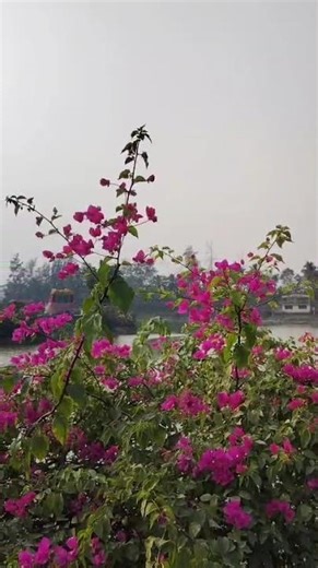 new video dadra garden