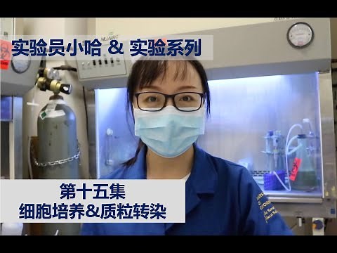 Visual Protocol #15 - Plasmid transfection into cells - 实验员小哈&实验系列 - 第十五集