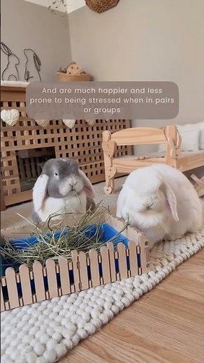 How to Care for Your Rabbits pt 14 | Rabbit Companionship | Bunny Pairs | It Takes Two | Pet Pairing
