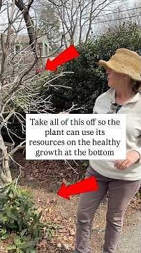 Pruning Unhealthy Rhododendrons
