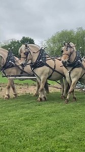 Heading out to plow #horses #trio #plowing #plowdays | Suzanne Carrick