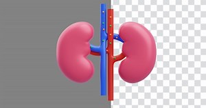 3D Animation of Kidneys Vital Role and Complex Function of Important Organs | Alpha Channel