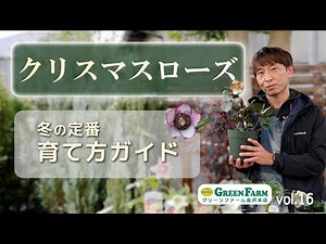 A winter staple! A complete guide to growing Christmas roses and recommended varieties [Hyponex] ...