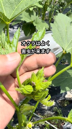 [Okra Growing] Check these spots to reduce pest damage #short